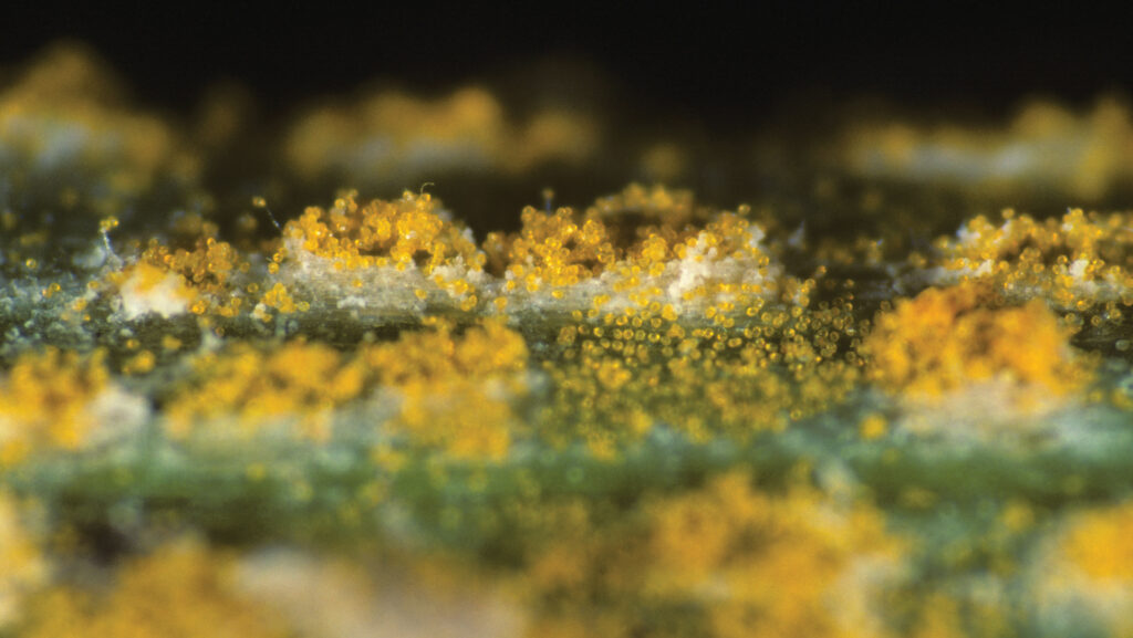 New technology aims to detect yellow rust spores, which are released by pustules on infected plants © Nigel Cattlin