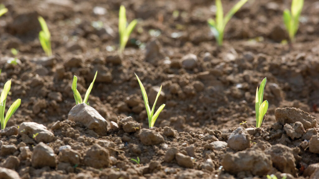 Young maize plants