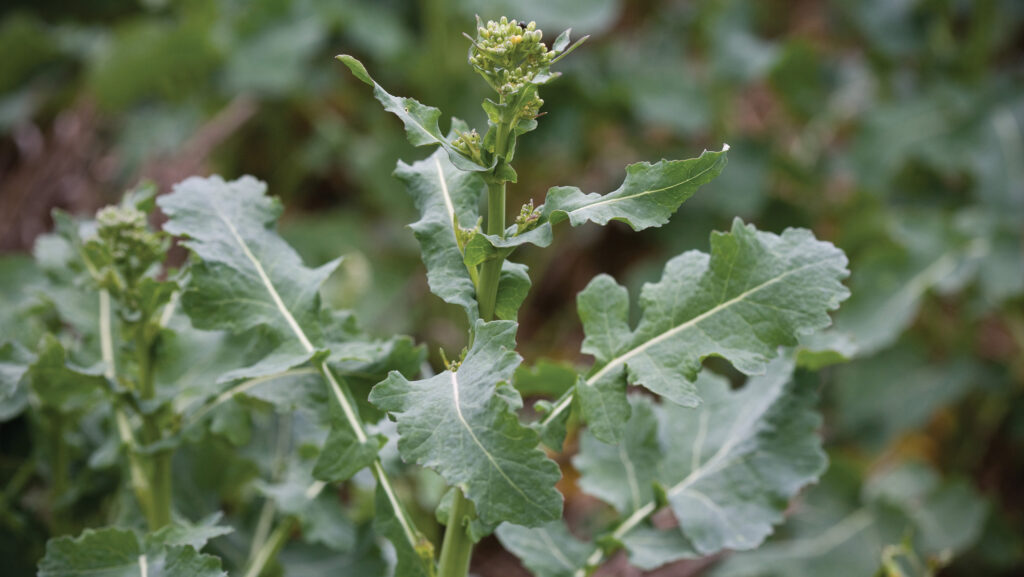 Young oil seed rape plant