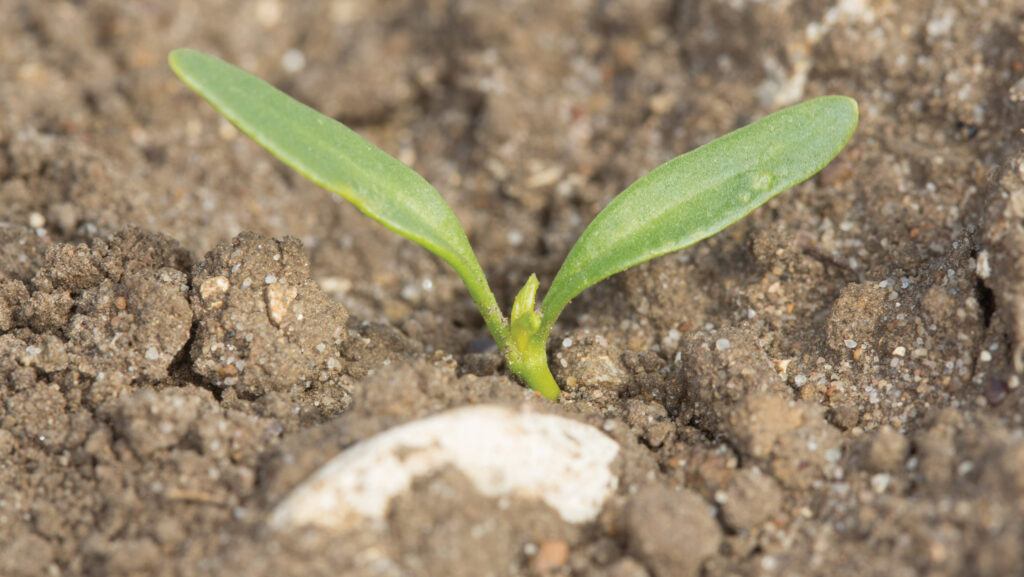 Sugar beet seedling