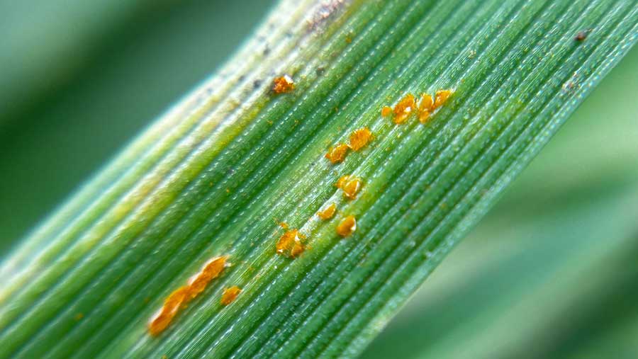 Brown rust on crop
