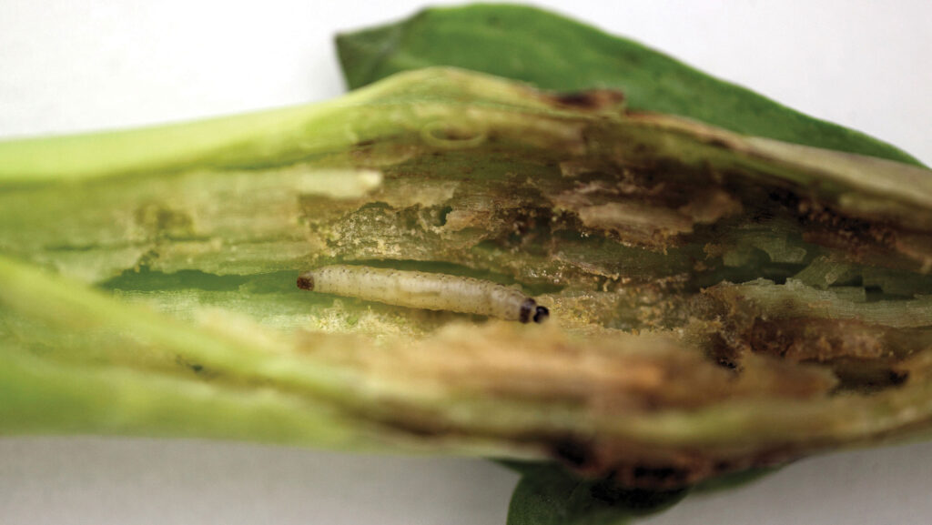 Cabbage stem flea beetle larvae on OSR © Blackthorn Arable