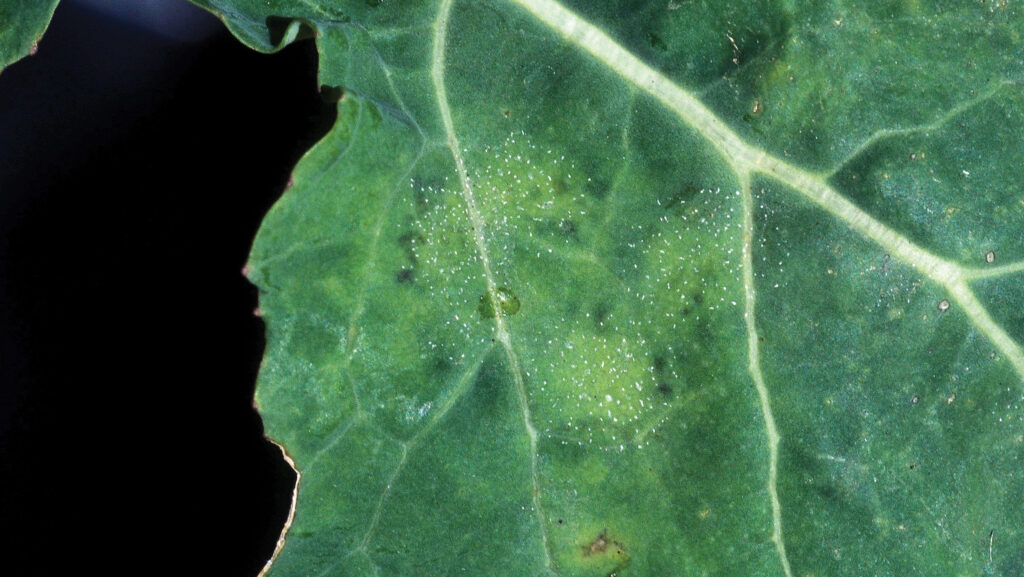 Early signs of light leaf spot on oilseed rape
