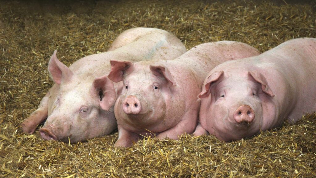 NFU and green NGOs seeks greater protection from imports