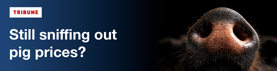 Tribune Advert: Still sniffing out pig prices?