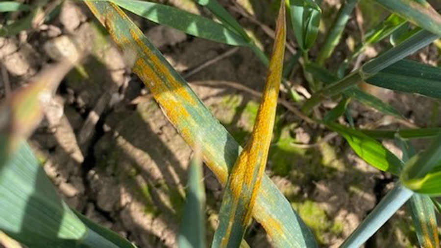 Yellow rust on crops