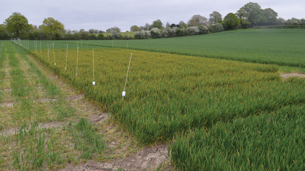 Block of fungicide-untreated Champion, showing yellow rust 
