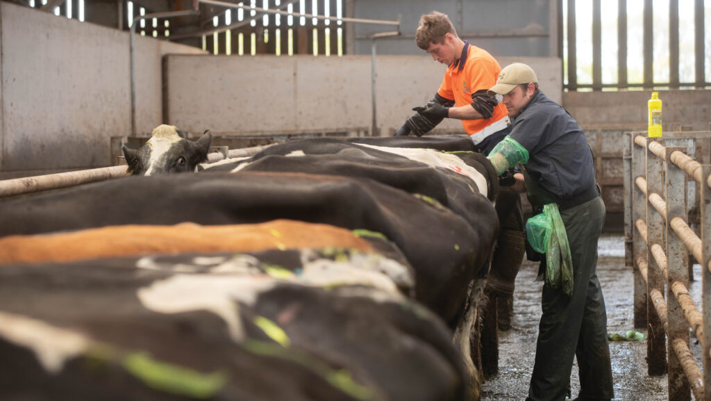 An artificial insemination technician inseminating cows