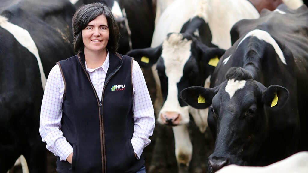 Abi Reader with dairy herd