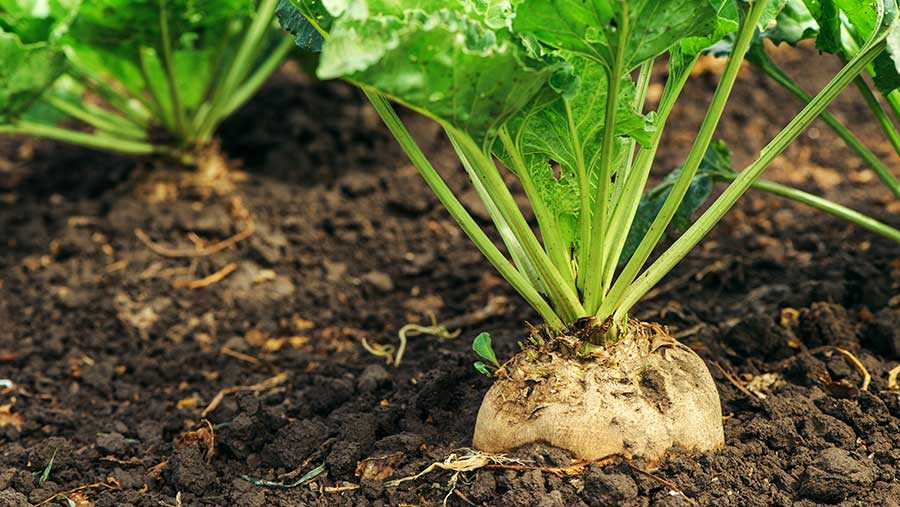 Sugar beet
