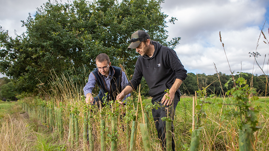 Two people examining young plants protected by tubes in a field.