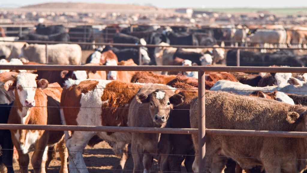 Opinion: Big, integrated beef units have a role in the UK