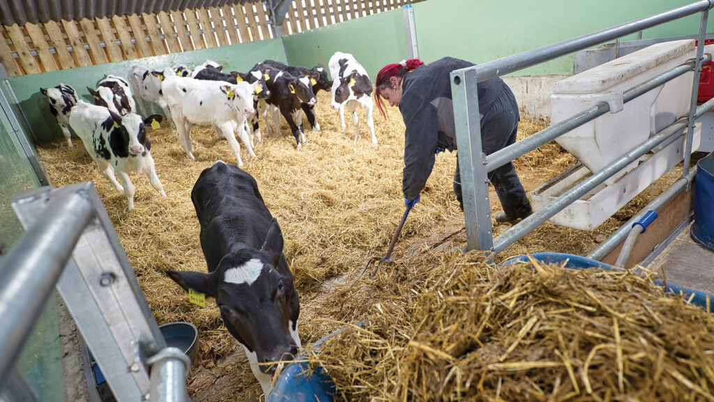A farmworker clearing out calf pens