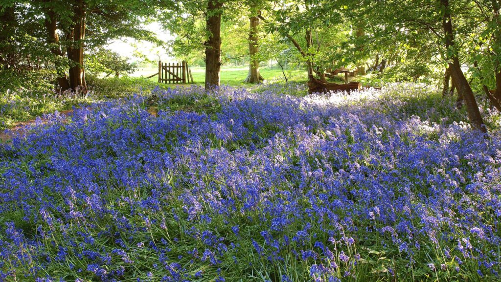 Bluebells at Arlington
