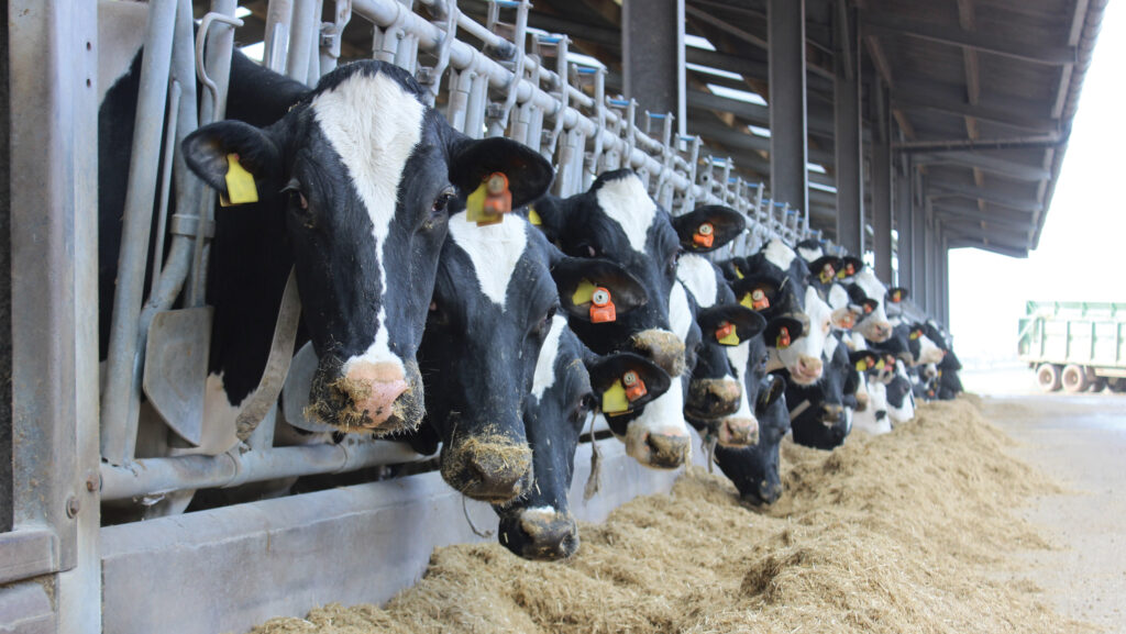 Case-study farmer Adam Sills' 460 Holsteins are bred for efficiency, longevity, health and high solids © Ann Hardy