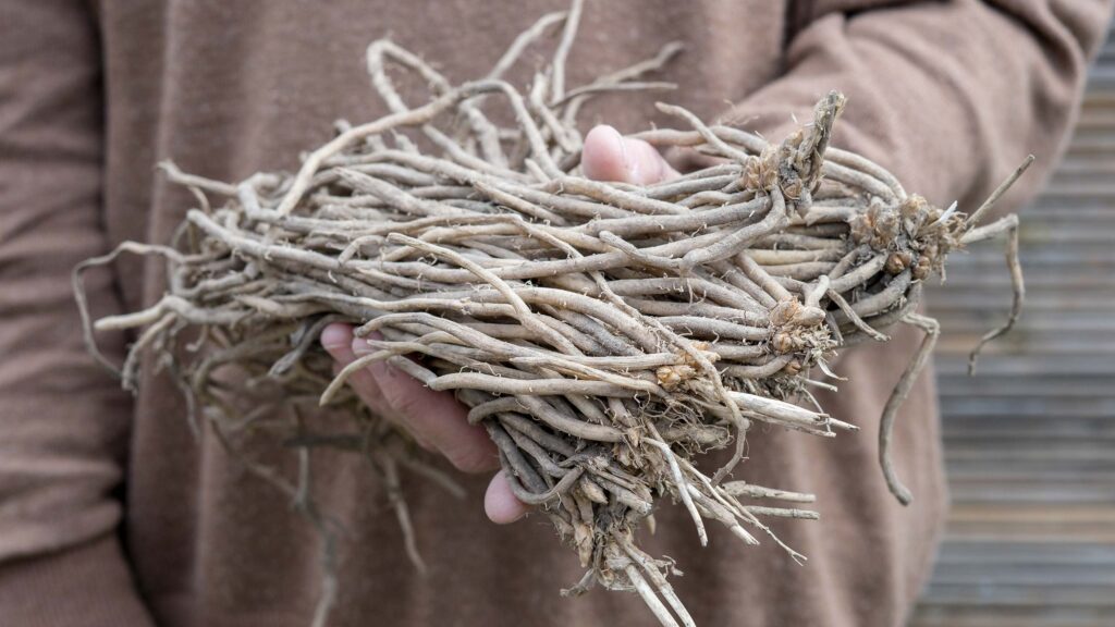 Asparagus is a perennial and is dormant over winter © Adobe Stock