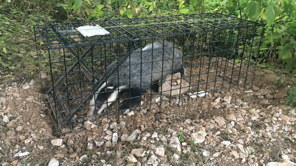 Badger in cage 