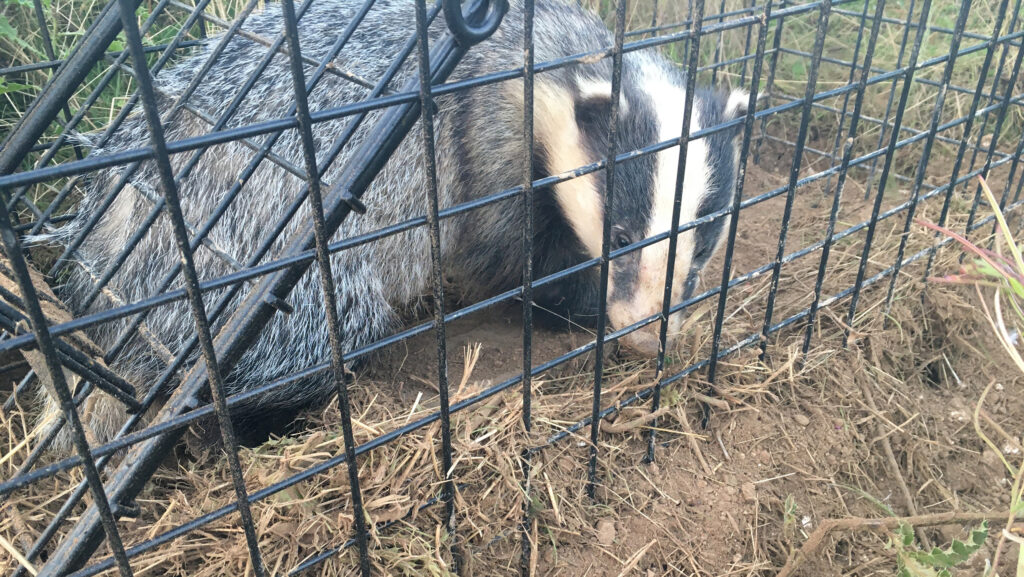 © Hurst Animal Health