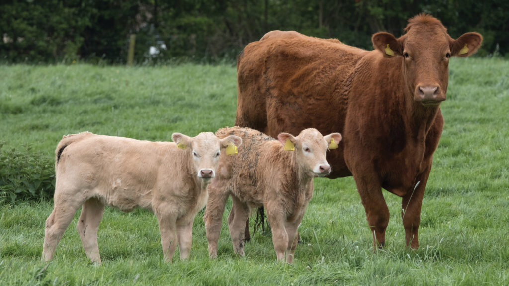 UK beef and sheep numbers contract at worrying rate