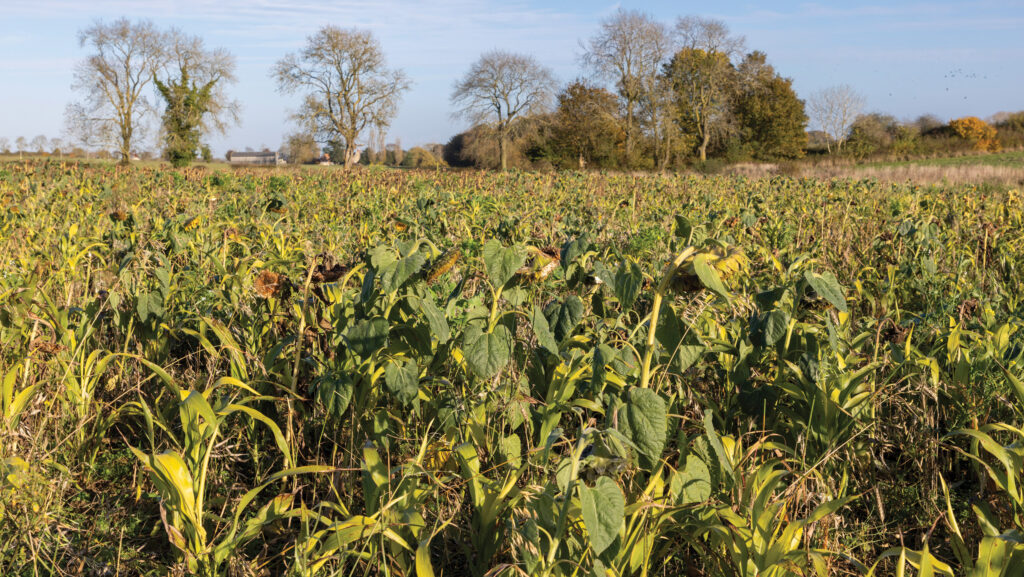 Bird seed mix © GNP