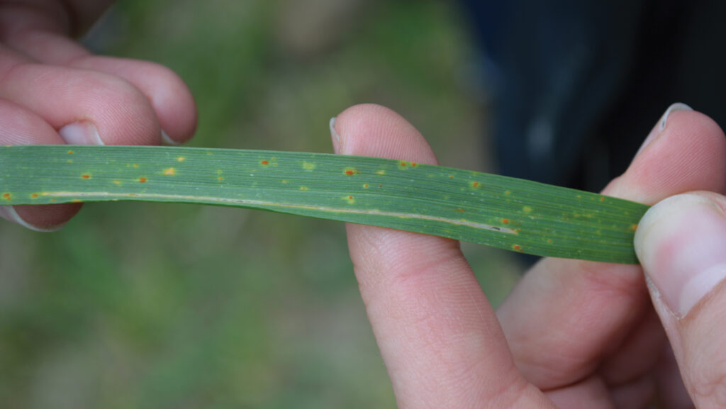 Brown rust on Crusoe
