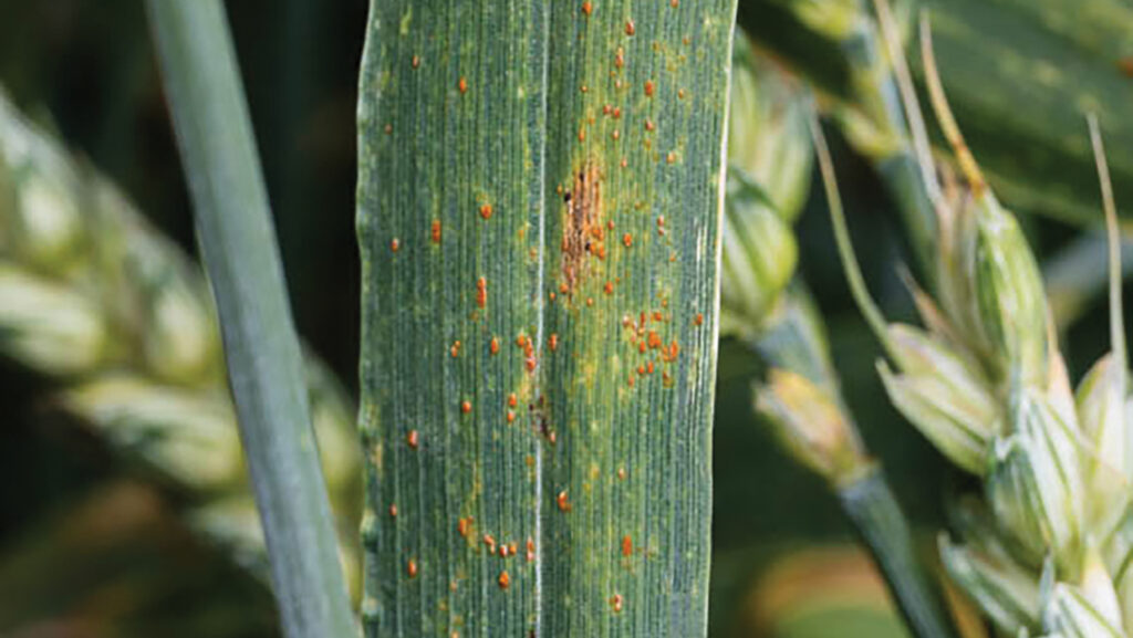 Brown rust