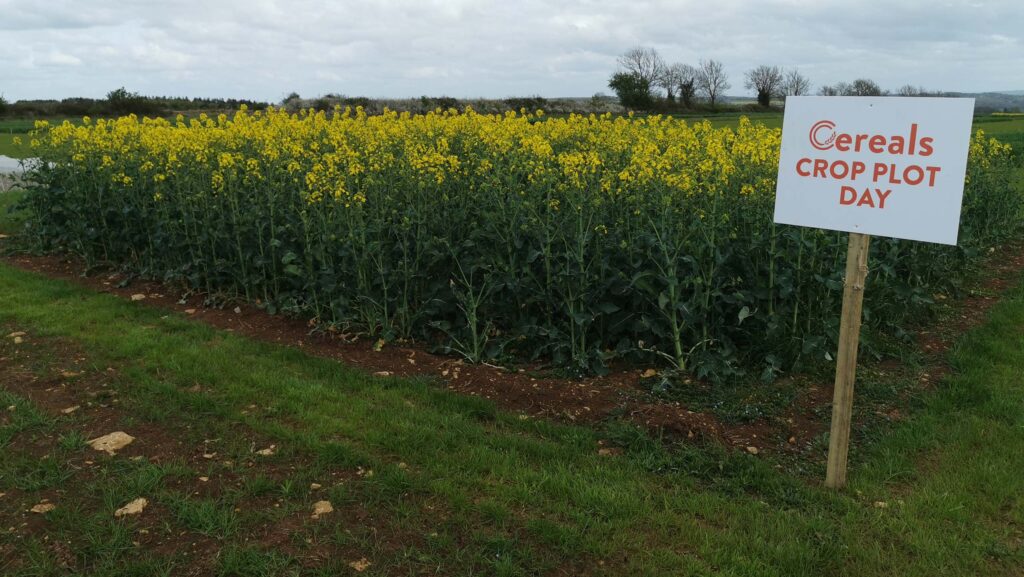 OSR crop plot