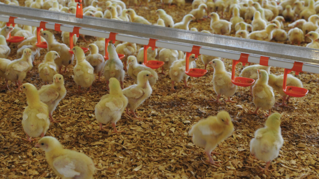 Feed format and texture influence chick intakes and feeding behaviour © Debbie James