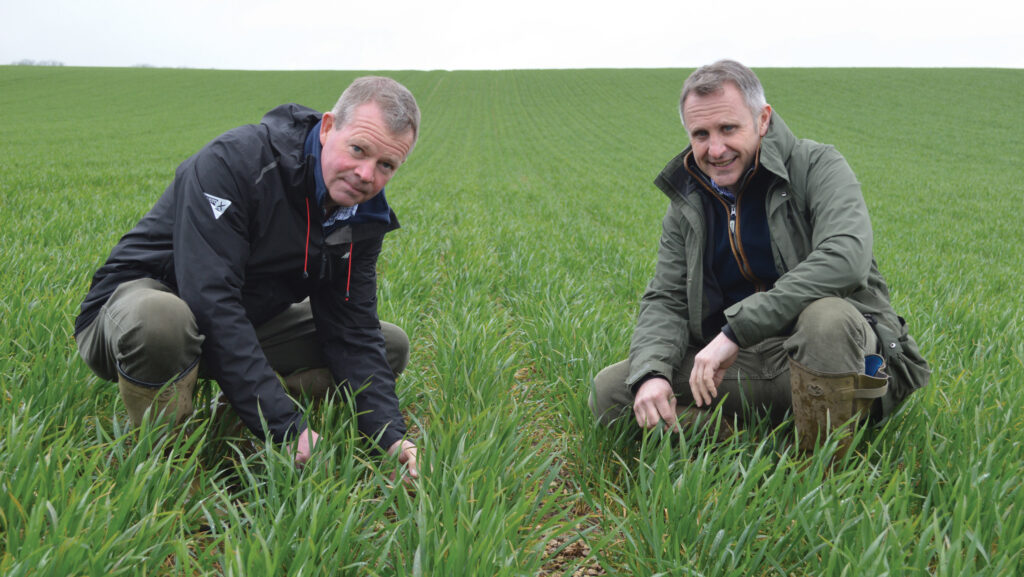 Agronomist Chris Harrold (left) with farmer Chris Baylis in a field of Extase wheat
