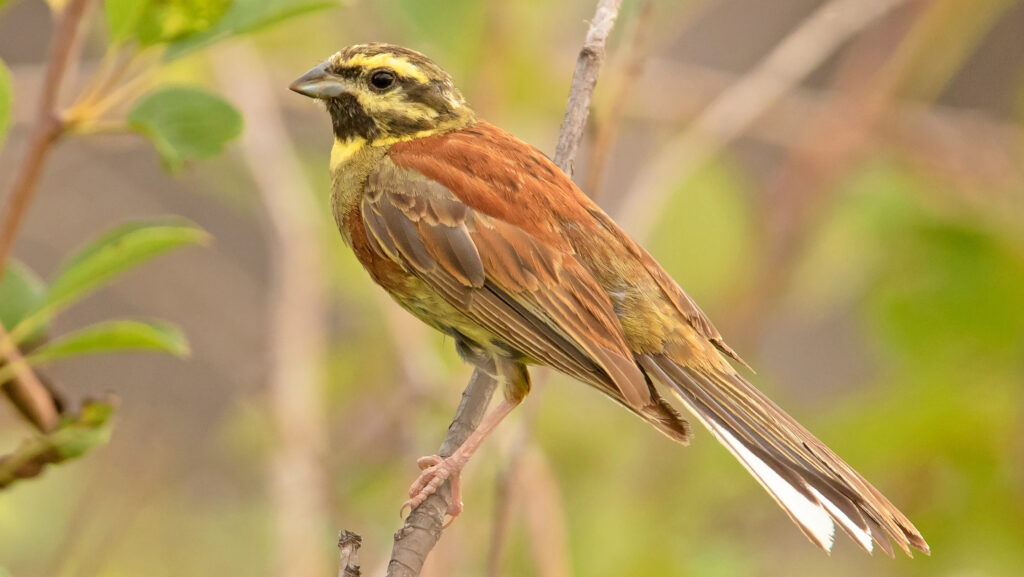 Cirl bunting © Adobe Stock