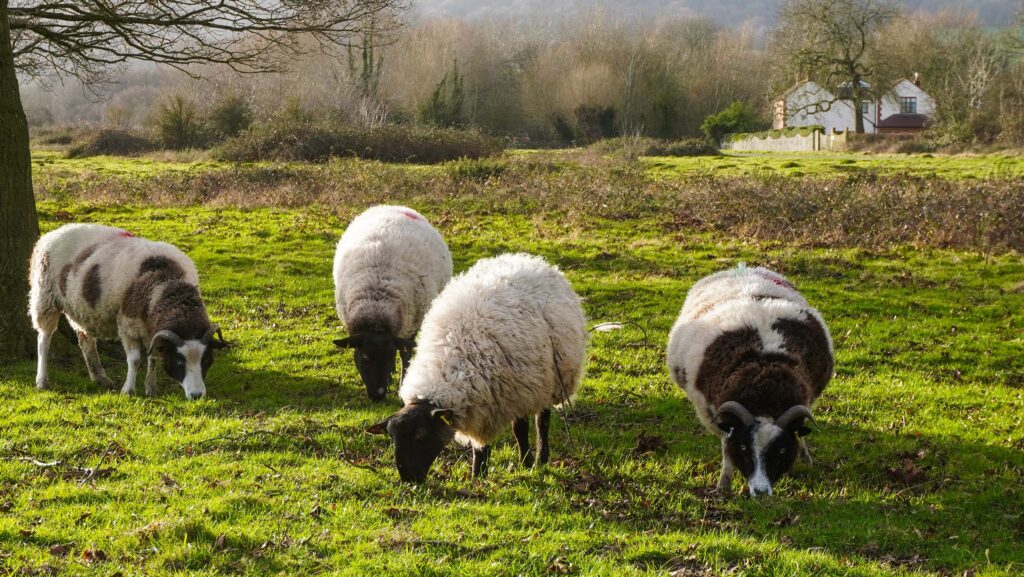 Defra ignores industry call for paper SFI for commons