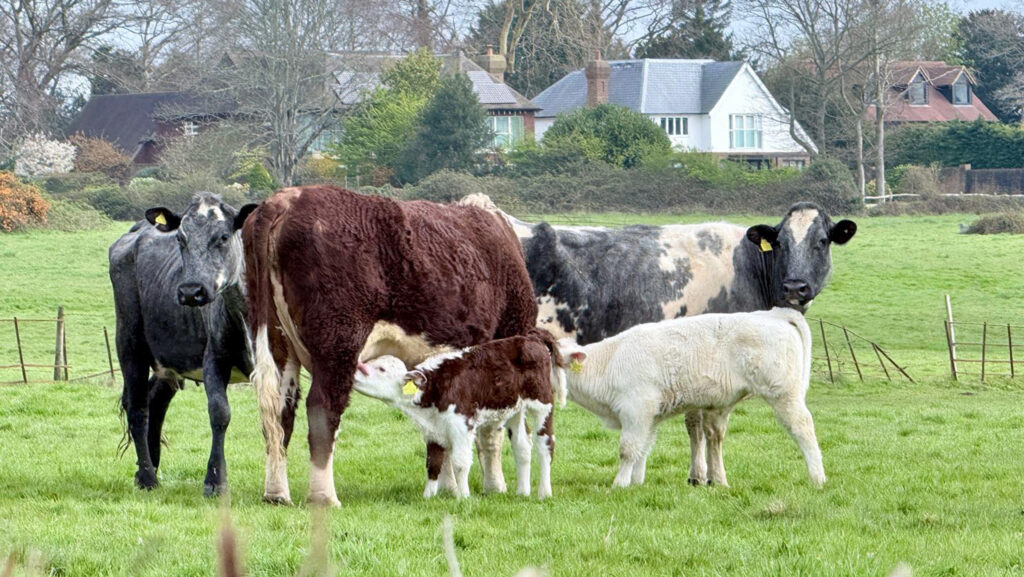 M&S offers farmers decade-long contracts for beef and sheep