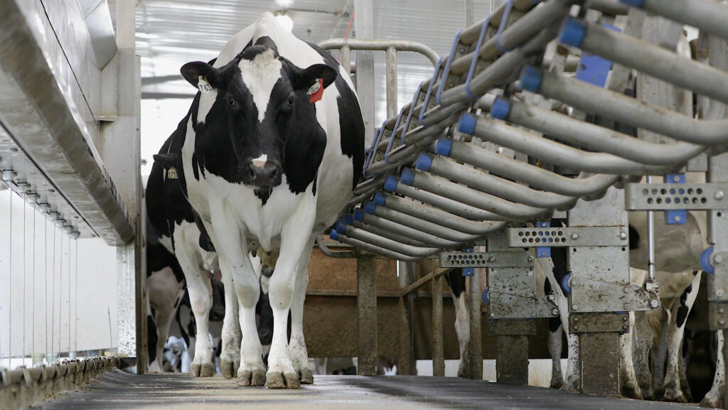 Dairy cow entering milking parlour