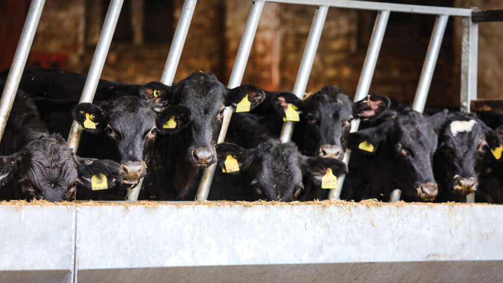 Dairy cross Aberdeen Angus cows at the feed barrier