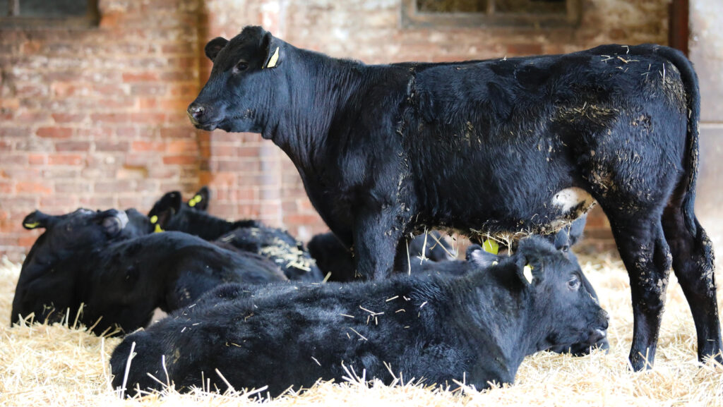 © Country Girl Media