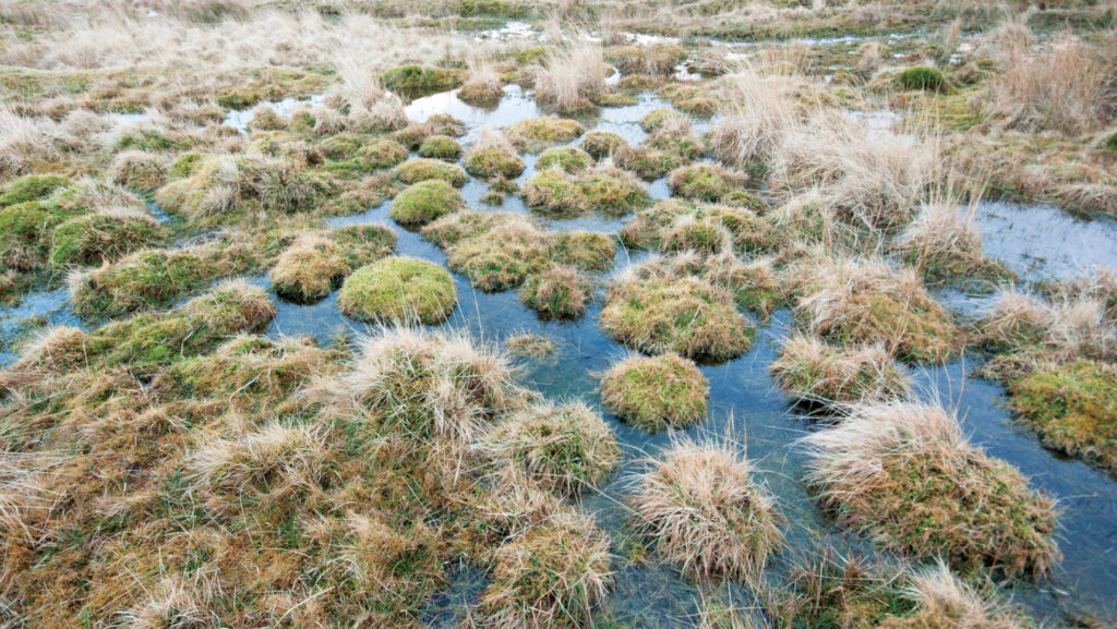 A peat bog on Dartmoor © Moorefam/iStockphoto
