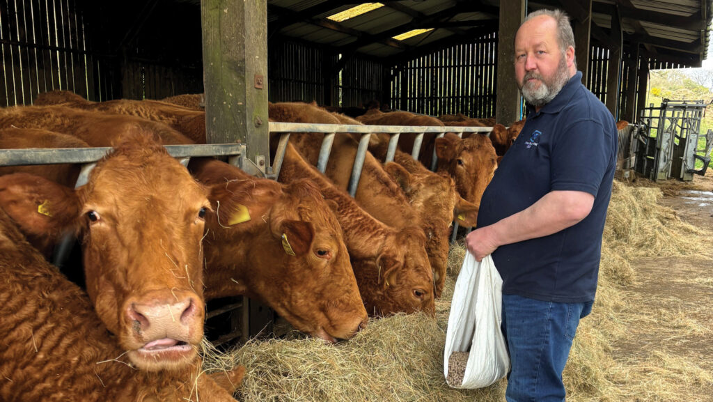 Farmer with beef cows
