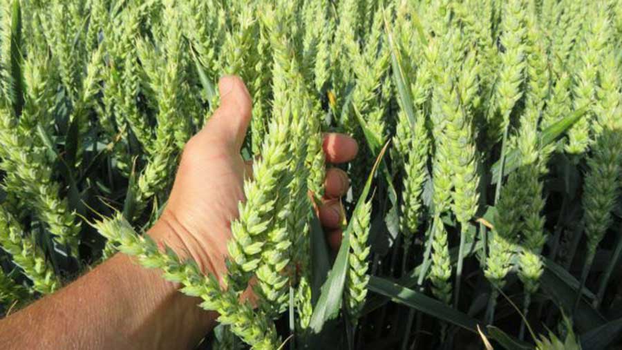 Arable field