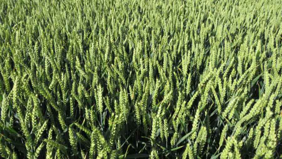 Arable field