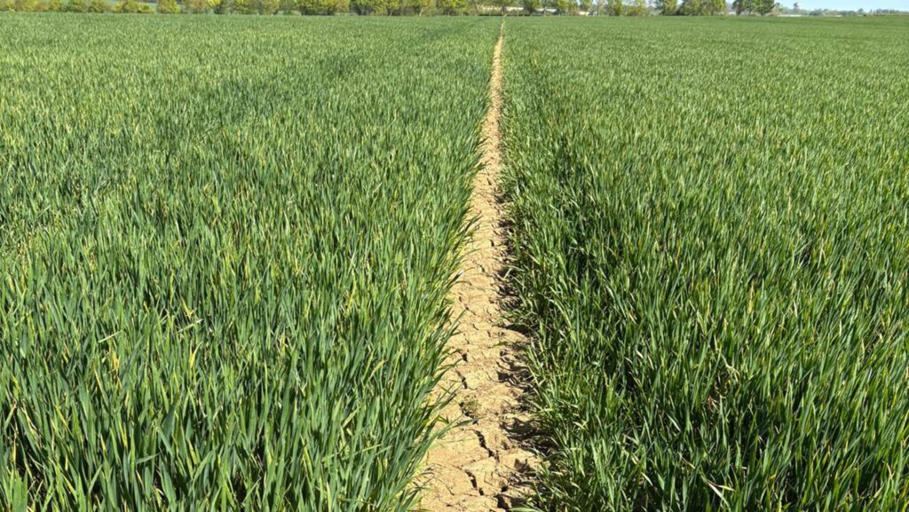 Dawsum winter wheat at Troston Farms near Bury St Edmunds, Suffolk © Edward Vipond