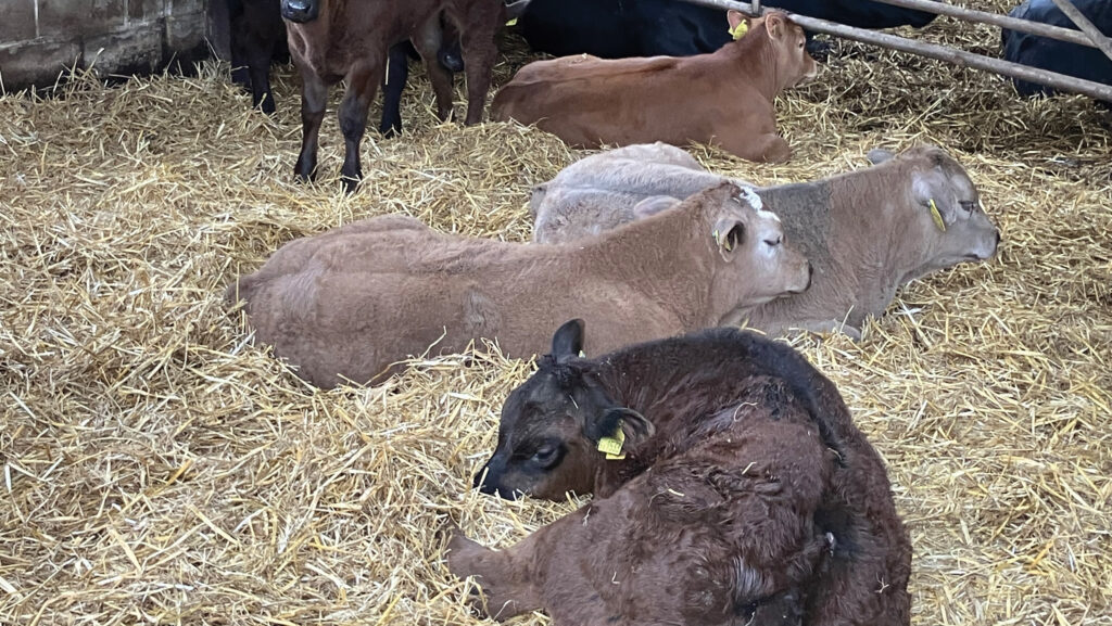 Calves on straw in a pen
