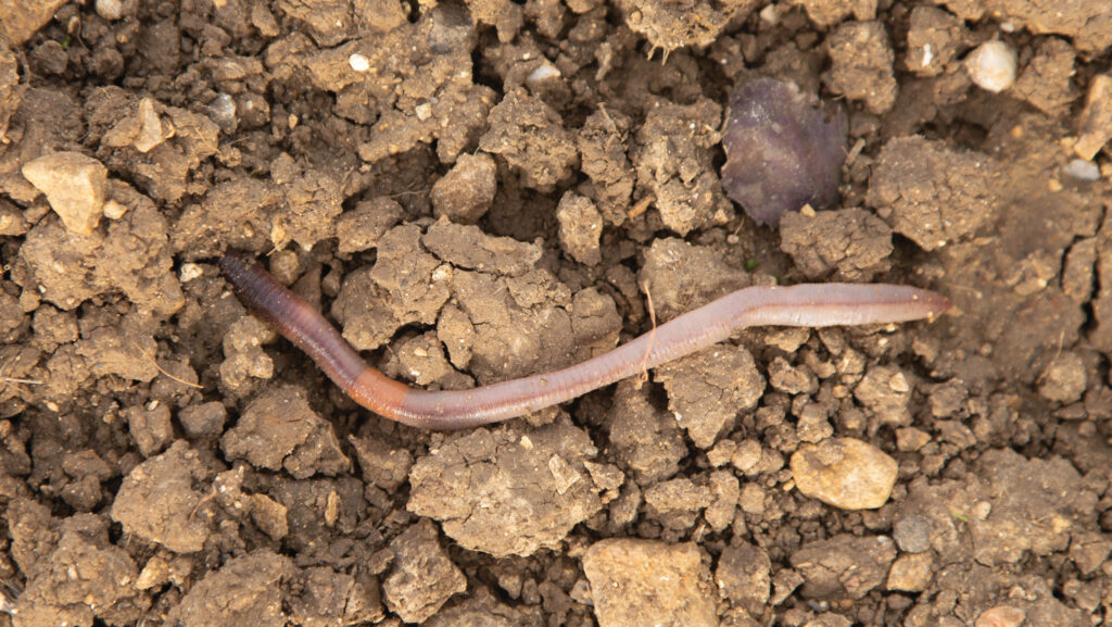 Earthworm in soil