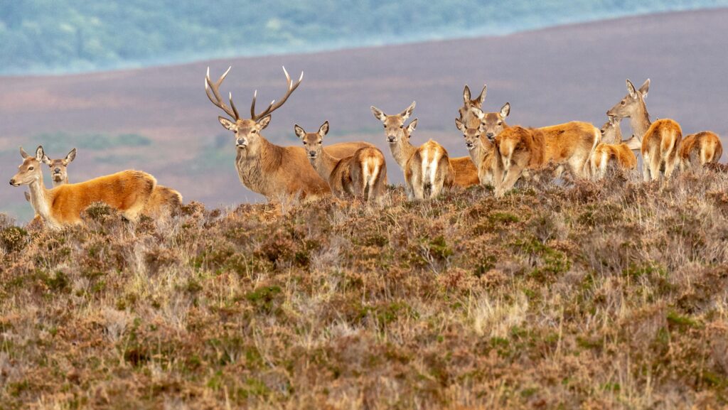 Deer on Exmoor © Adobe Stock