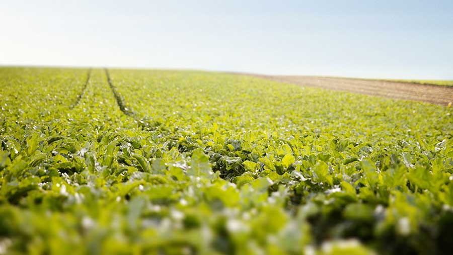 Sugar beet field