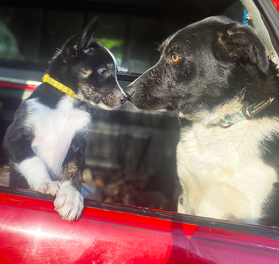 Two Border Collies with noses touching