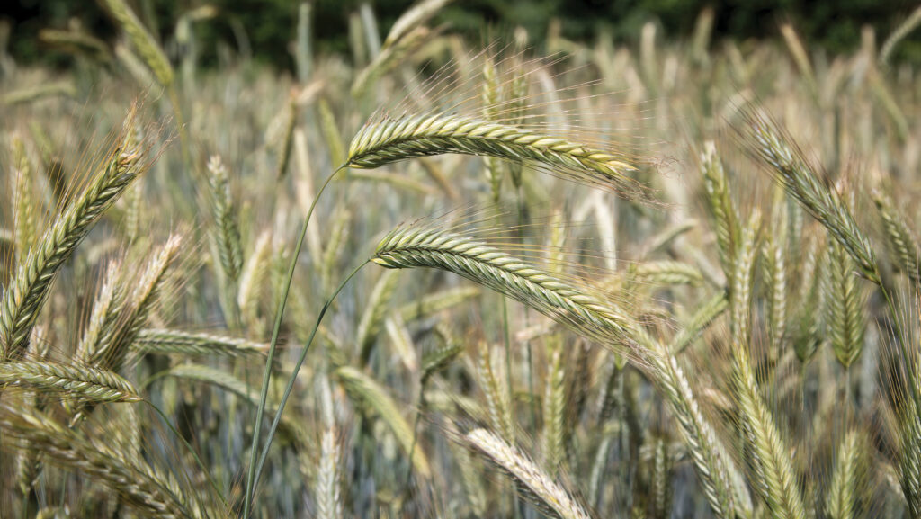 Why demand for hybrid rye and maize is set to rise