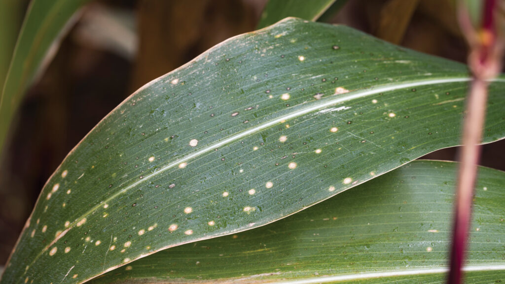 Eyespot on forage maize leaf