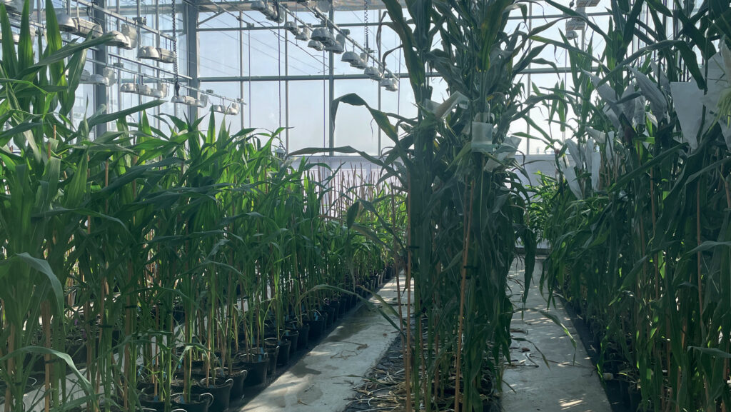 Maize growing in a glass house