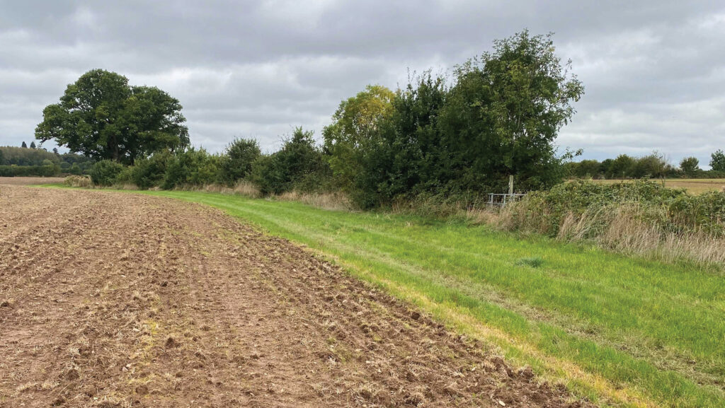Grass margin beside a cultivated field