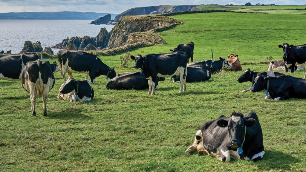 Herd of milk cows grazing on pasture in Ireland